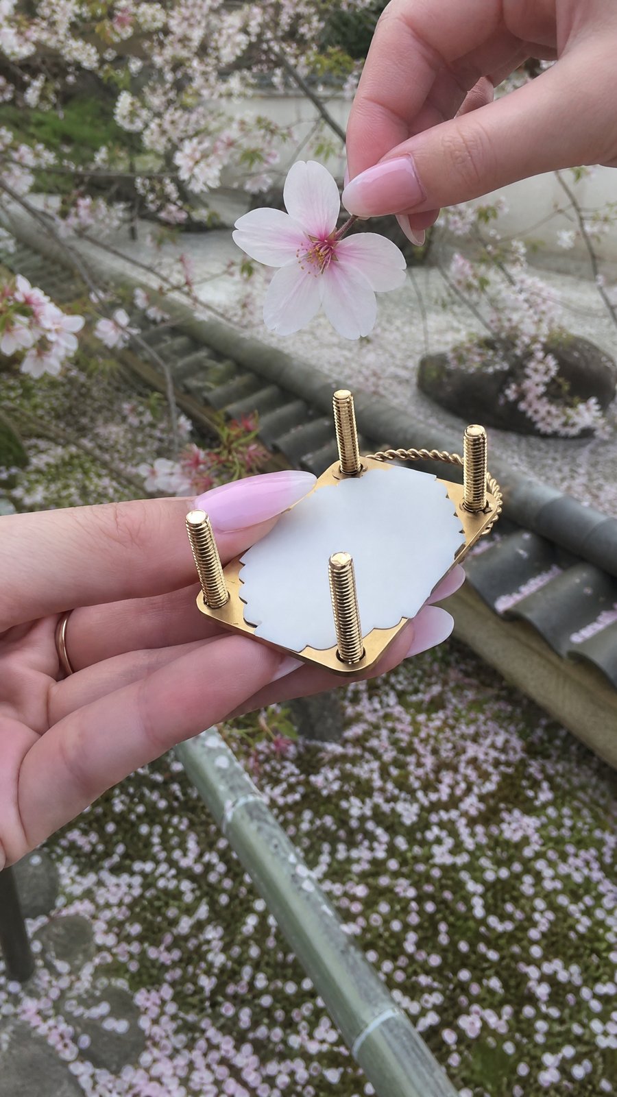 Fresh flower before pressing