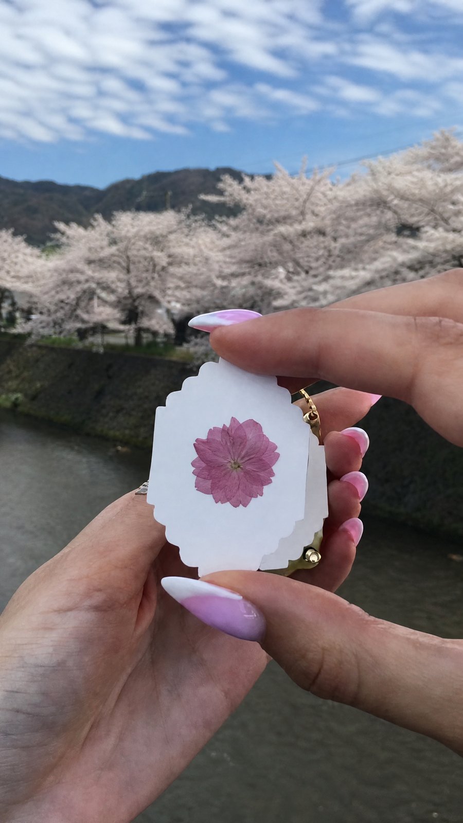 The same kind of flower pressed flat